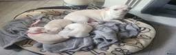 Chihuahua dogs for sale: 3 little pups  in Birmingham - Advert 6