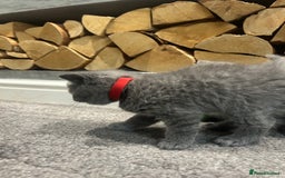 British Shorthair cats for sale: Pedigree Blue British Shorthair 💙💙💙💗💗💗💗 - Image 11