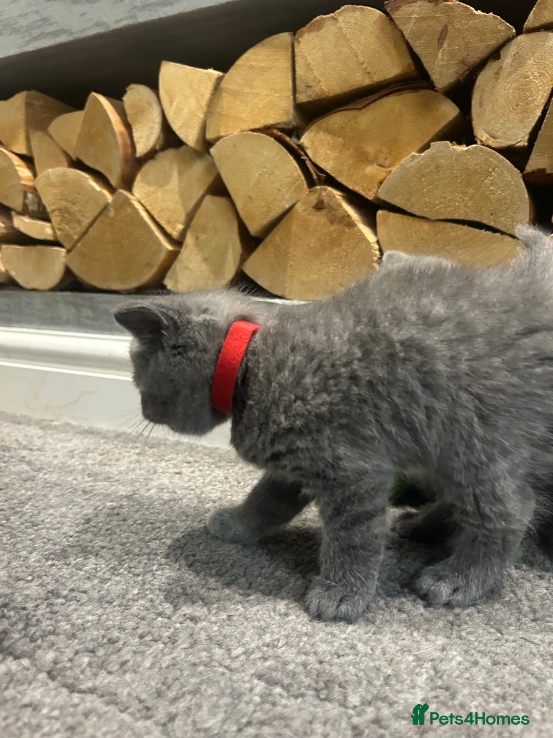British Shorthair cats for sale: Pedigree Blue British Shorthair 💙💙💙💗💗💗💗 - Image 11