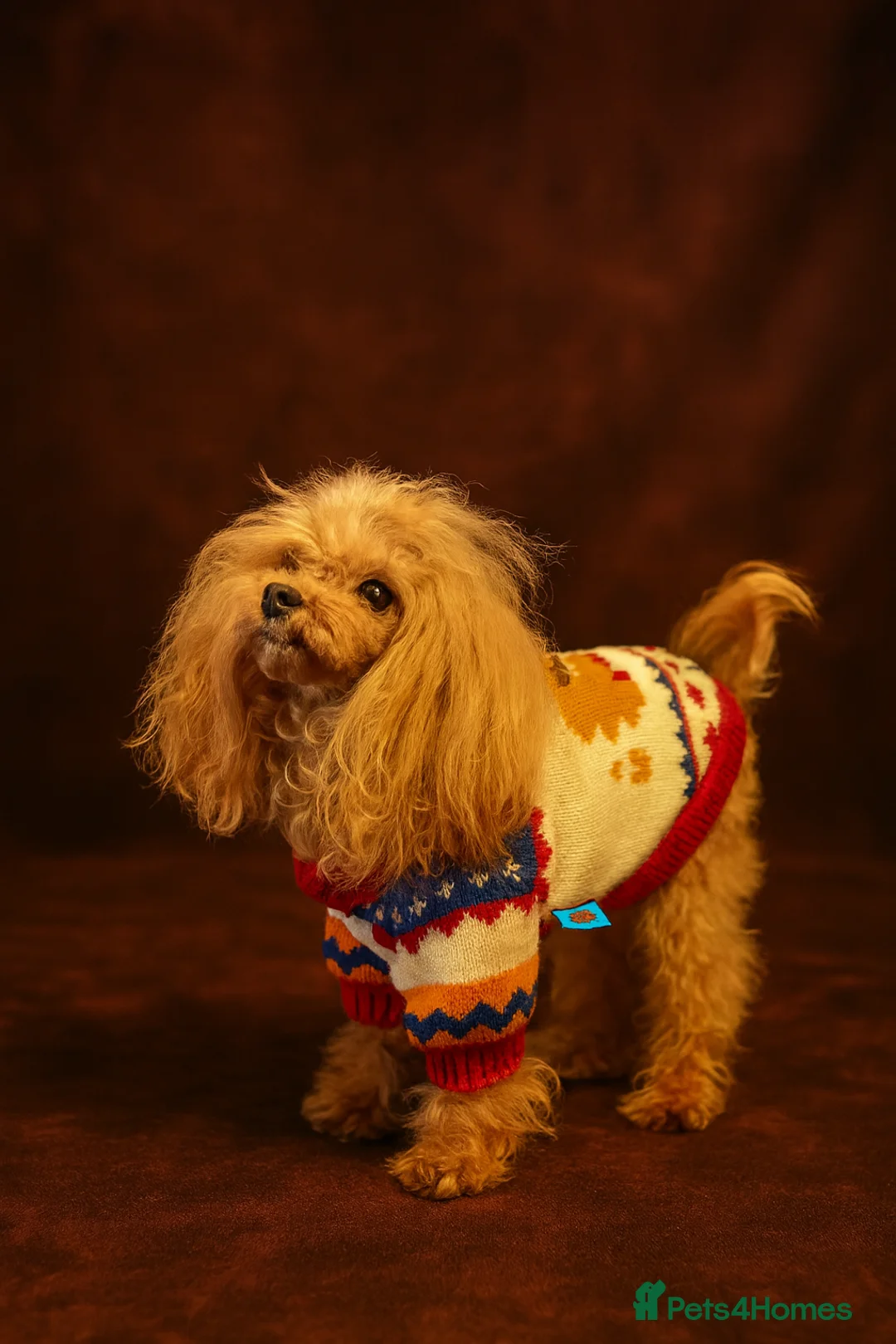 Miniature Poodle dogs for stud: 💎Elite imported Asian teddy bear Poodle Stud 💎 - Advert 3