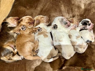 Cocker Spaniel dogs Exceptional litter of Show Type Cocker Spaniels - Advert 6