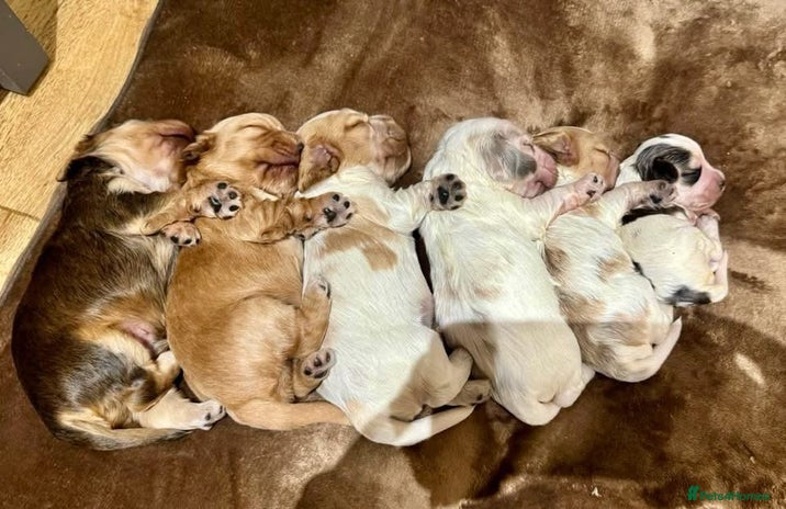 Cocker Spaniel dogs Exceptional litter of Show Type Cocker Spaniels - Advert 3