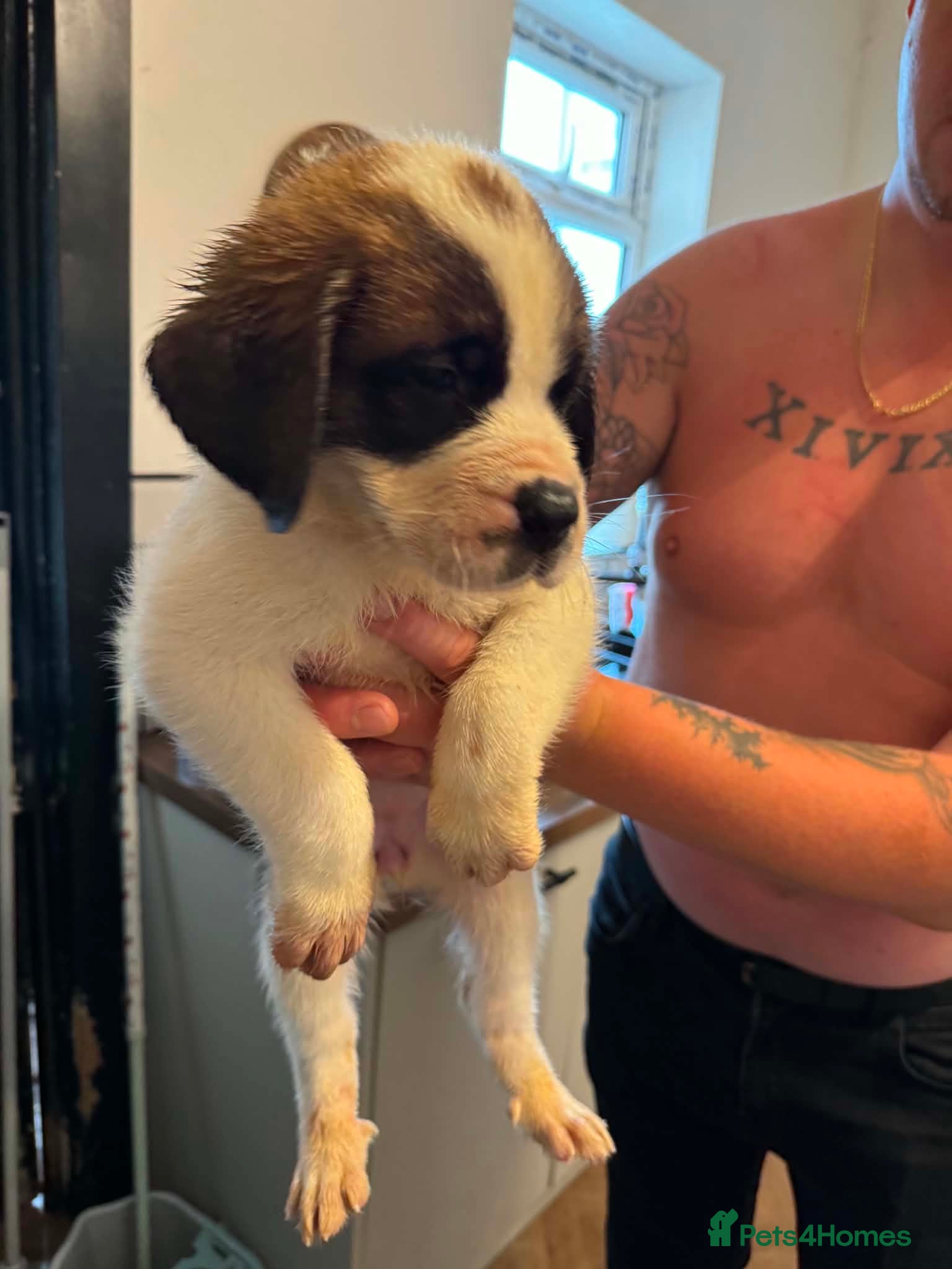 Saint Bernard dogs LAST FEMALE LEFT!Saint Bernard Puppies For Sale - Advert 7