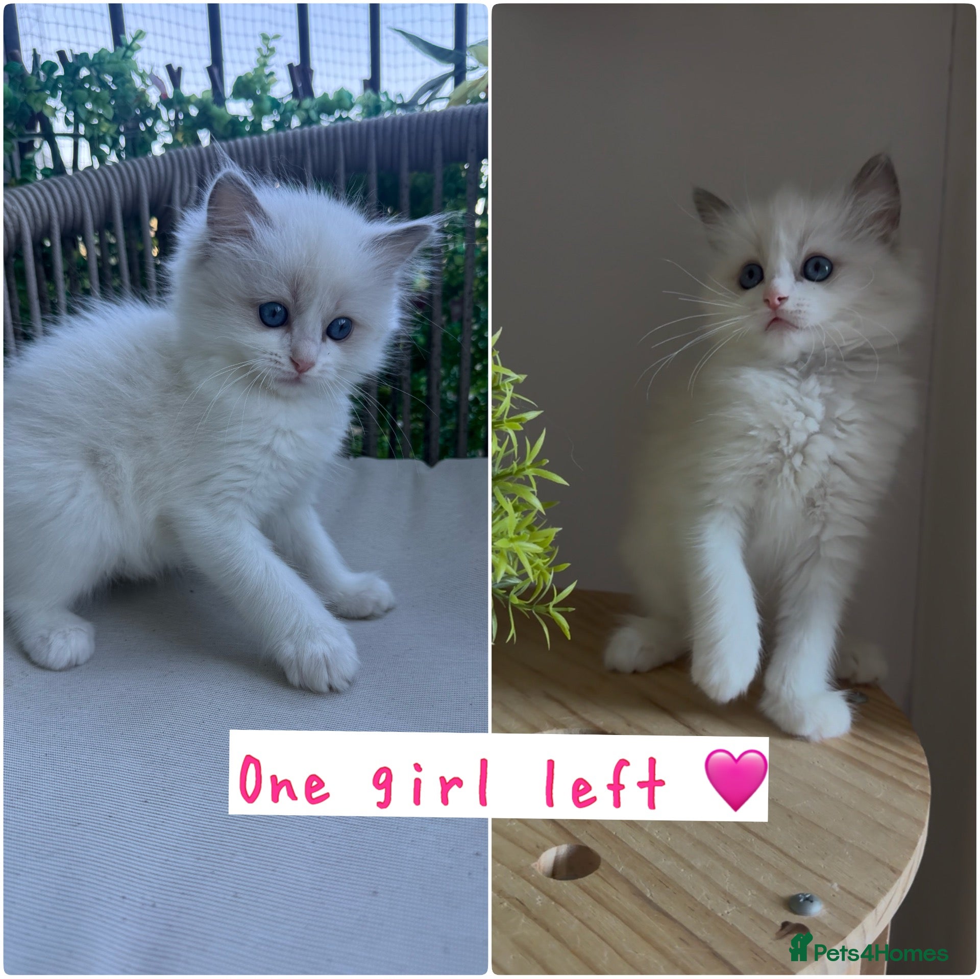 Ragdoll cats One girl left 🩷 ! Pure Bicolour ragdoll Kittens  - Advert 18