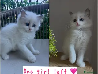 Ragdoll cats One girl left 🩷 ! Pure Bicolour ragdoll Kittens - Advert 18