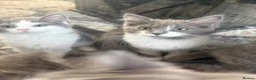 Ragdoll cats for sale: Six beautiful ragdoll and snowshoe kittens - Advert 13