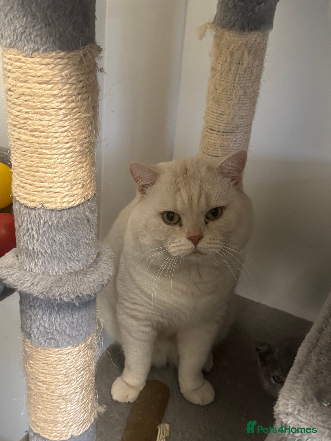 British Shorthair cats for sale: British shorthair boy - Image 1