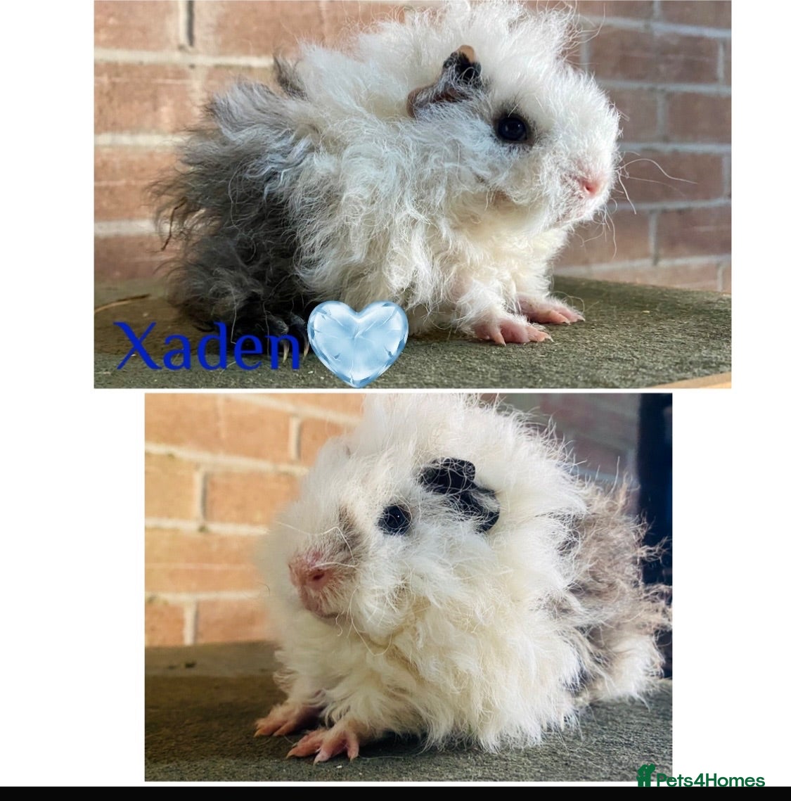 Guinea Pig rodents Pedigree Lunkarya Guinea pigs  - Advert 2
