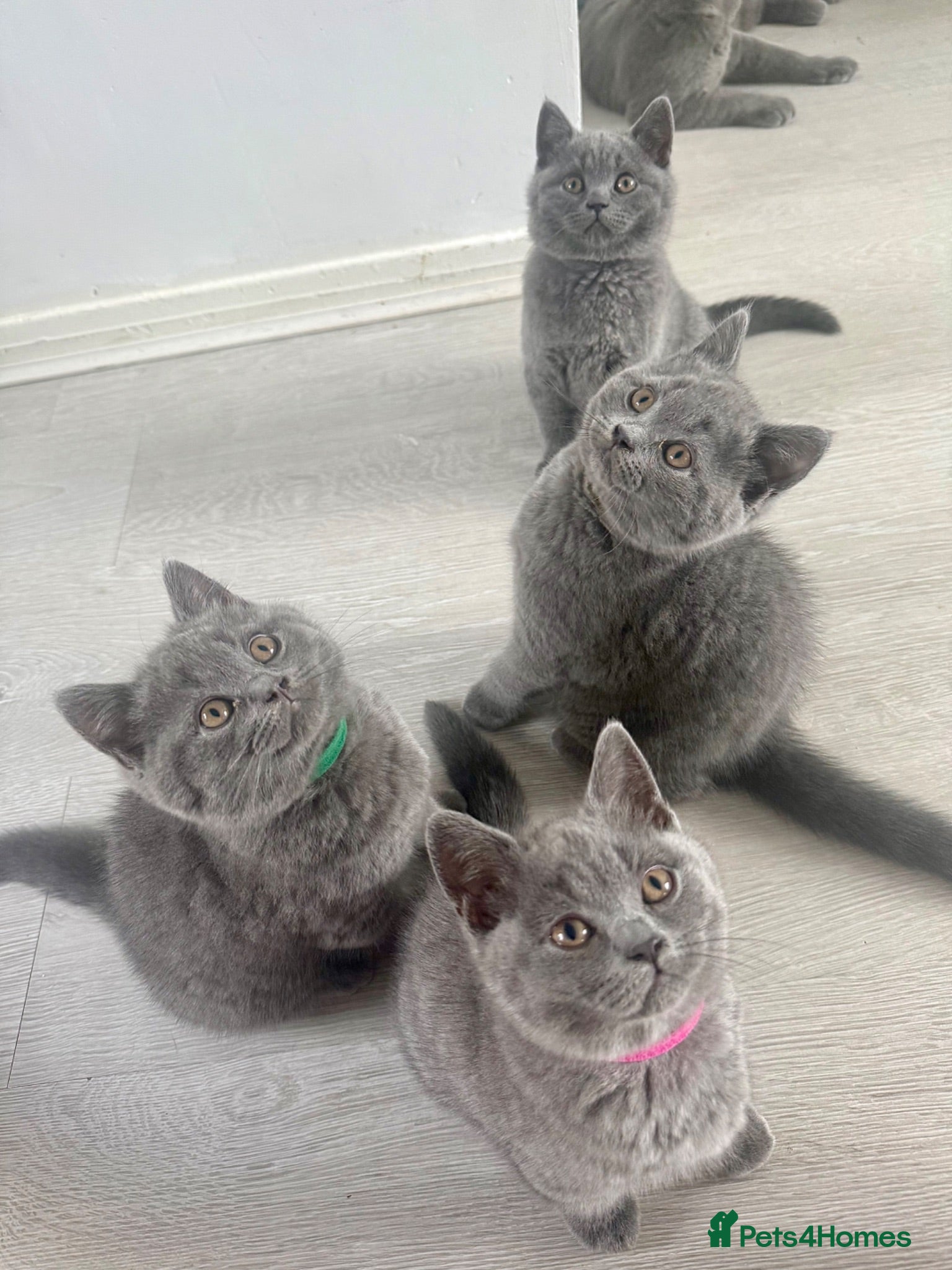 British Shorthair cats 🩵Outstanding Male🩵PEDIGREE🩵British shorthair  - Advert 18