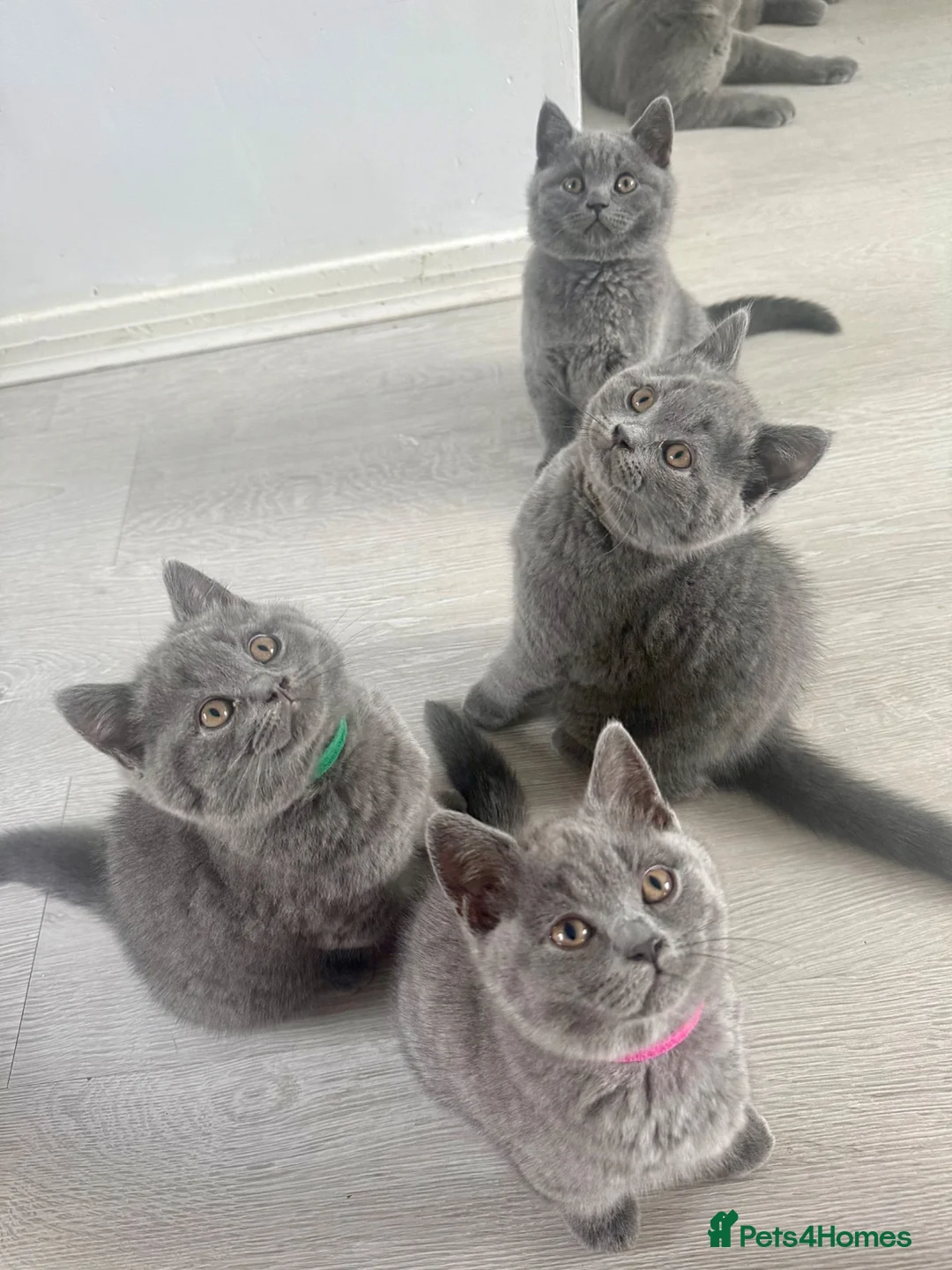 British Shorthair cats for sale: Beautiful 😍 GCCF British shorthair kittens - Advert 2