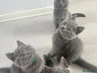 British Shorthair cats 🩵Outstanding Male🩵PEDIGREE🩵British shorthair - Advert 18