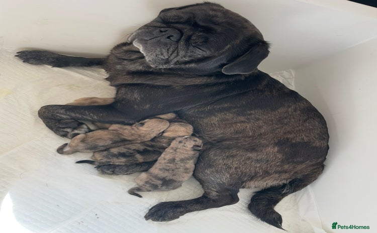 Pug dogs - Advert 1