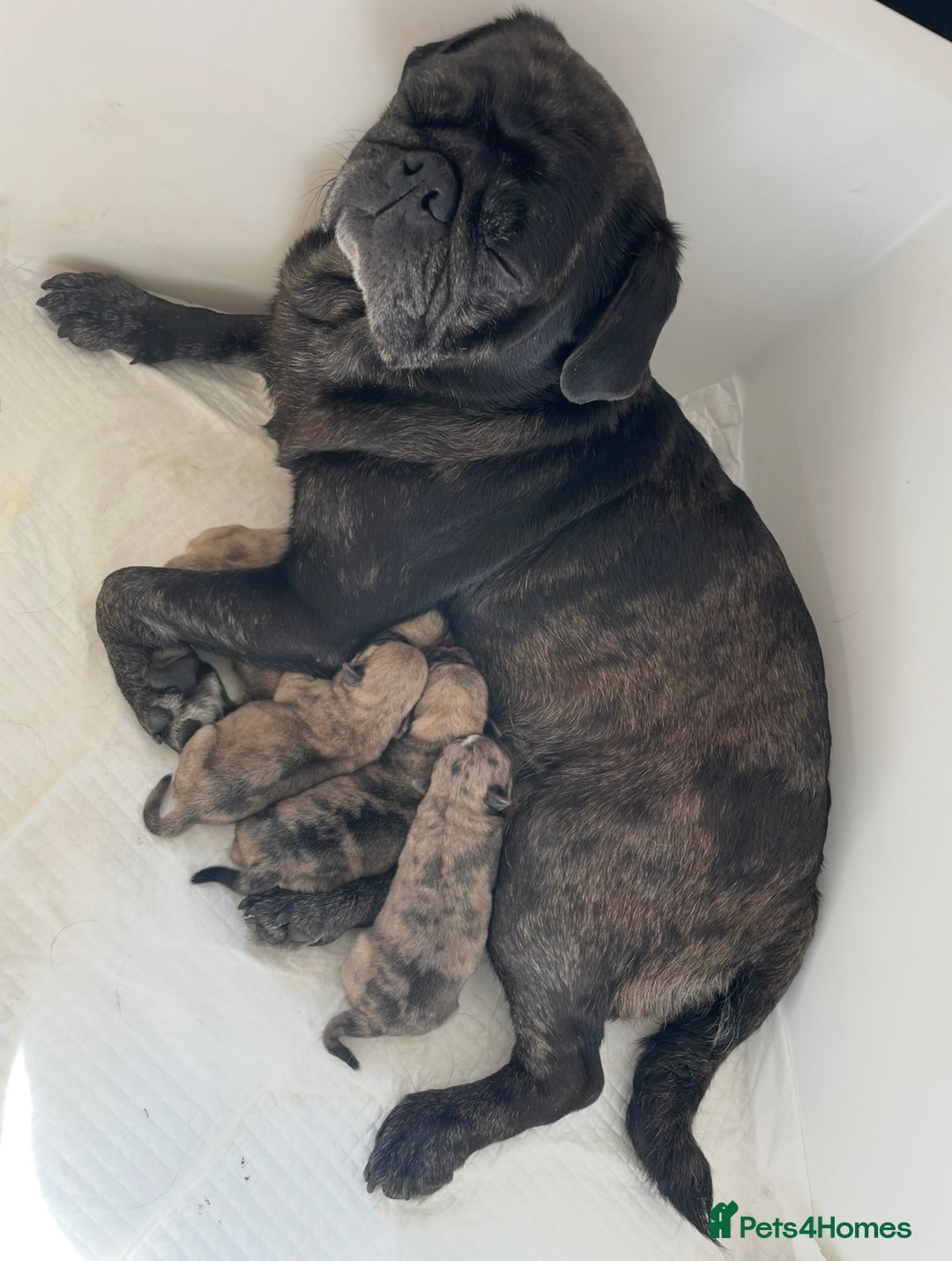 Pug dogs for sale: Pug Puppies  - Image 1