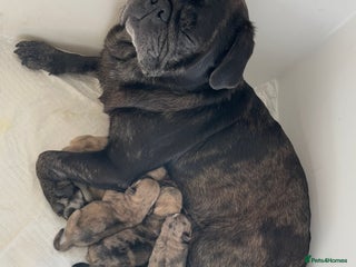 Pug dogs - Advert 10