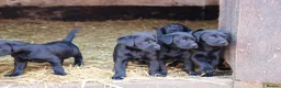 Labrador Retriever dogs for sale: Labrador - Advert 2