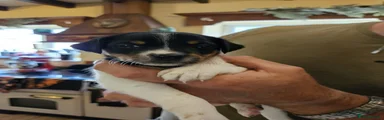 BLACK COLLAR TRI BOY