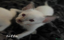 Siamese cats for sale: 8 super soft purebred GCCF reg Siamese - Image 28