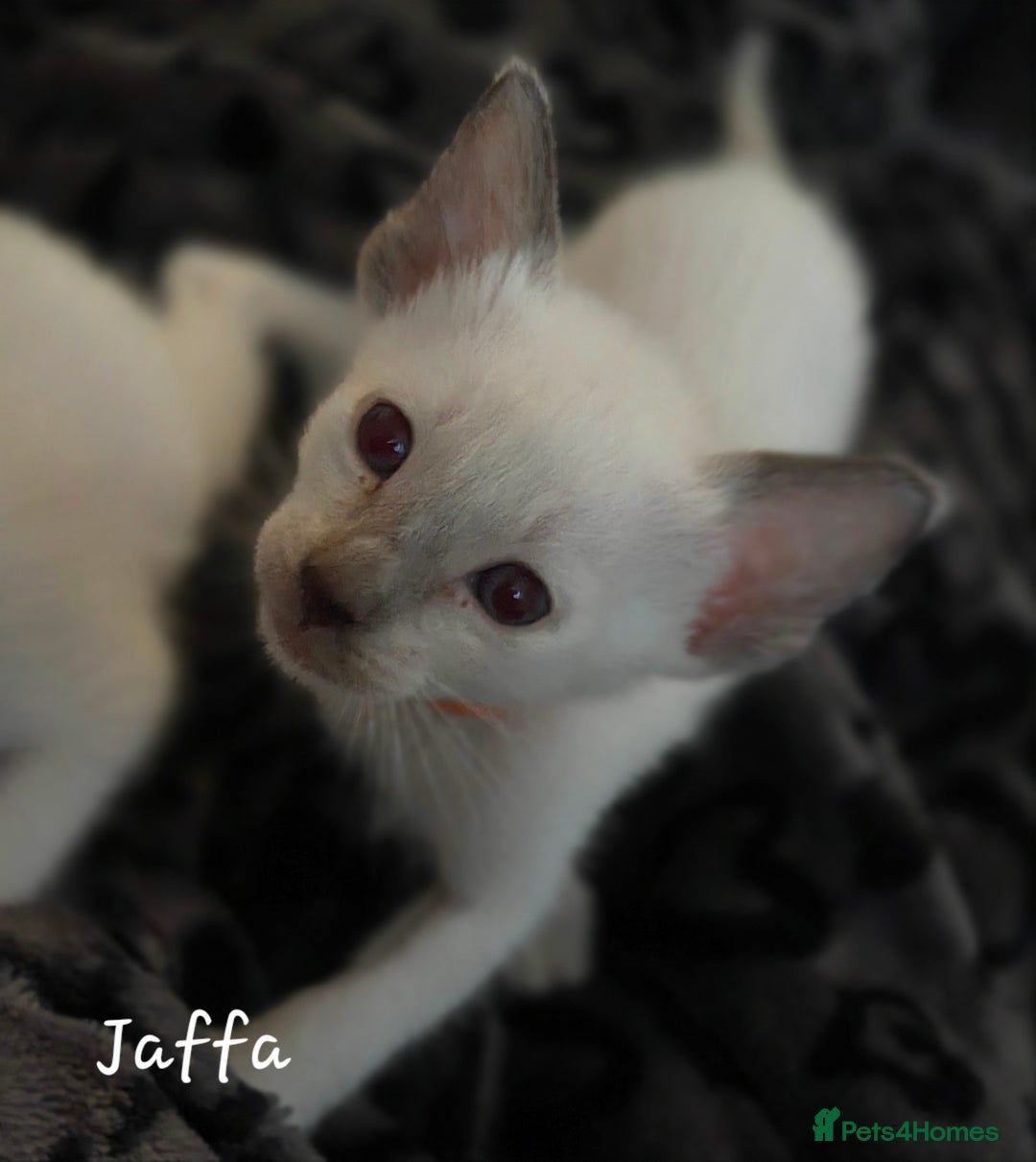 Siamese cats for sale: 8 super soft purebred GCCF reg Siamese - Image 28