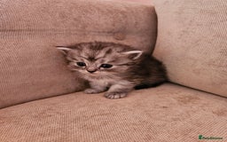 Mixed Breed cats for sale: Persian Chinchilla Cross Kittens - Image 4