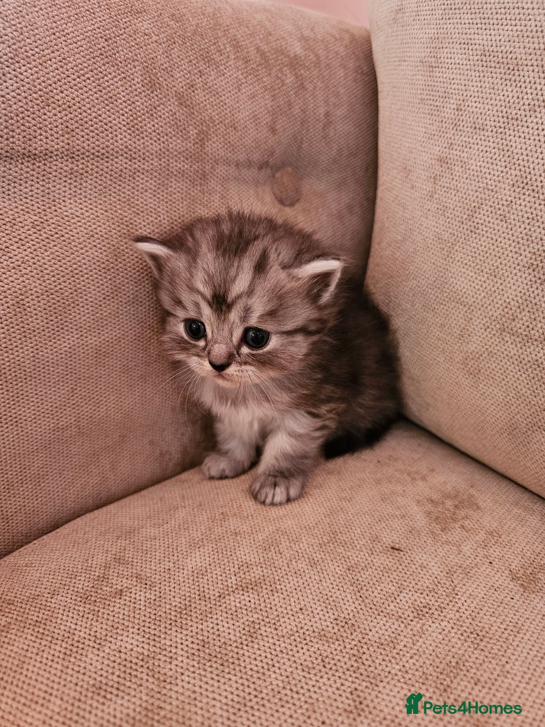 Mixed Breed cats for sale: Persian Chinchilla Cross Kittens - Image 4