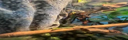 Gecko reptiles for sale: Neon geckos  - Advert 3