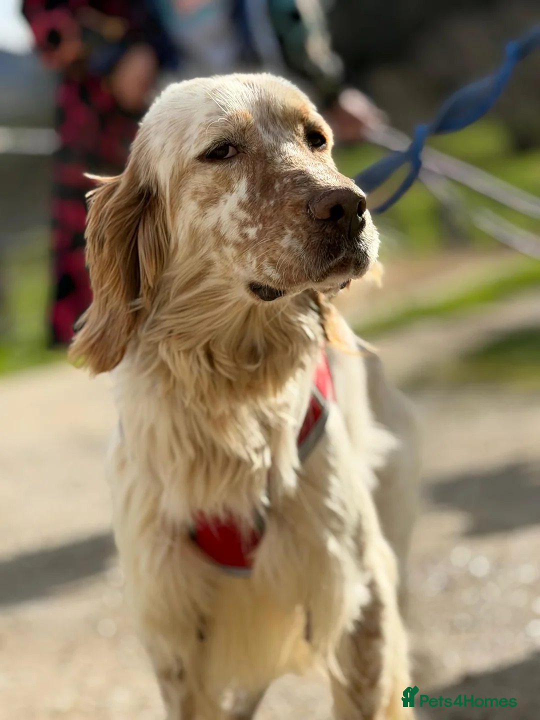 English Setter dogs for adoption: Oleo  - Advert 10