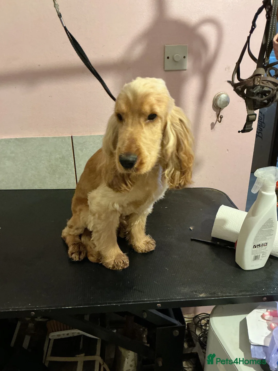 Cocker Spaniel dogs for sale: Beautiful Golden show type Cocker for sale  - Advert 1