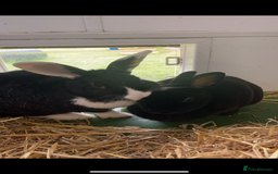 Mixed Breed rabbits for sale: Two female rabbits, can be sold separately  - Image 3