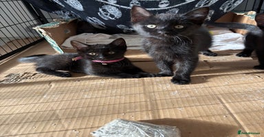 Ragdoll cats - Advert 4