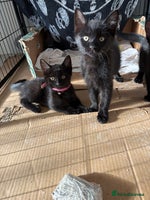 Ragdoll cats - Advert 11