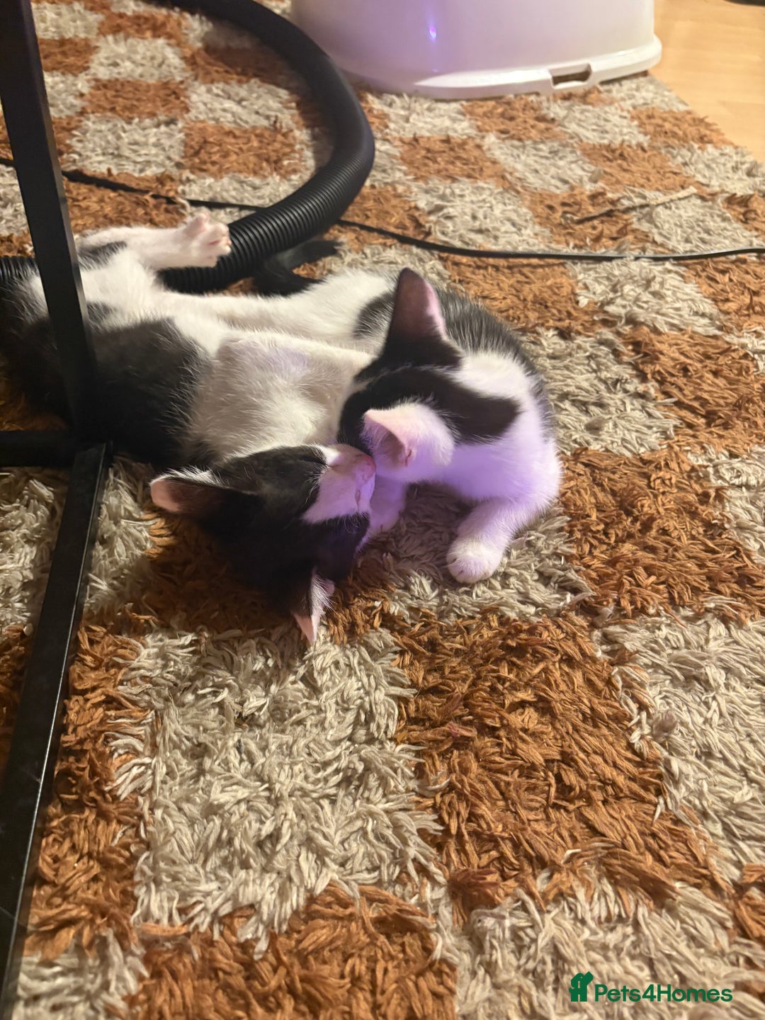 Mixed Breed cats for sale: 2 black and white kittens- READY TO GO! in Swindon - Image 8