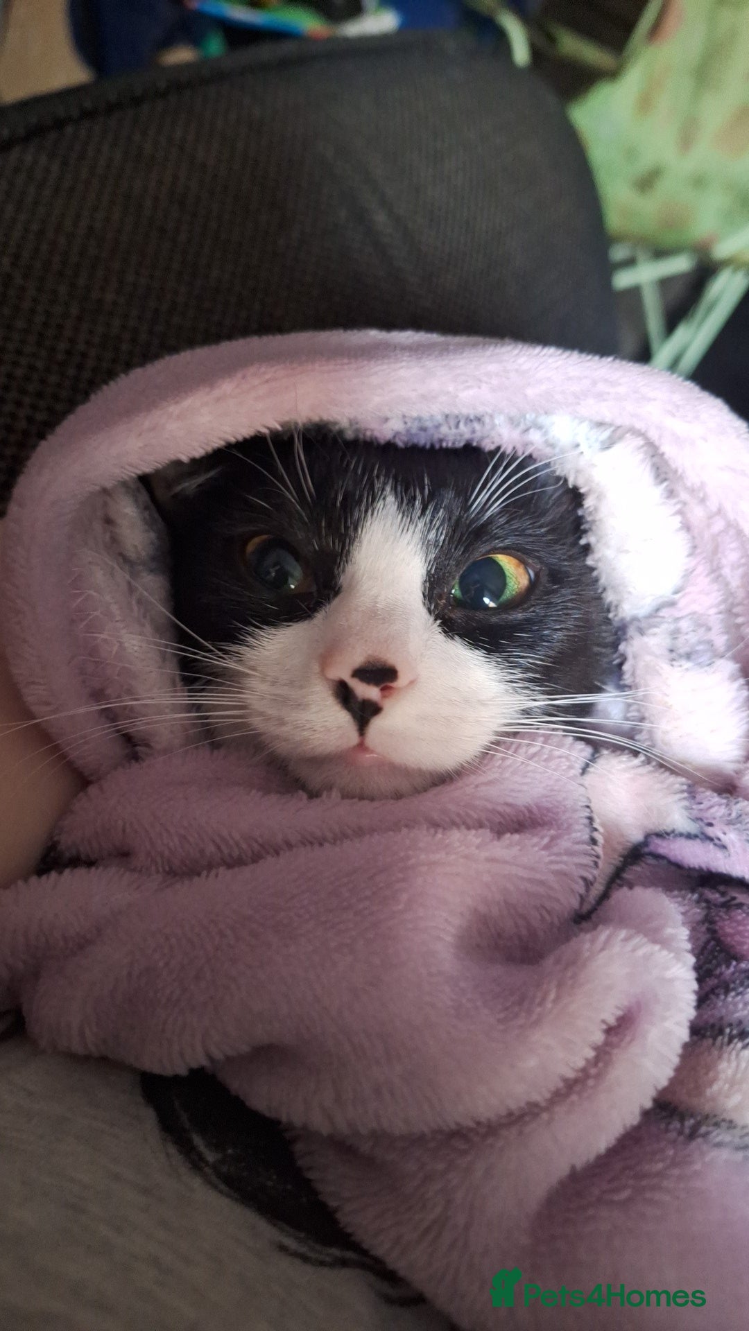 Mixed Breed cats for sale: 9 month old kitten.  - Advert 3