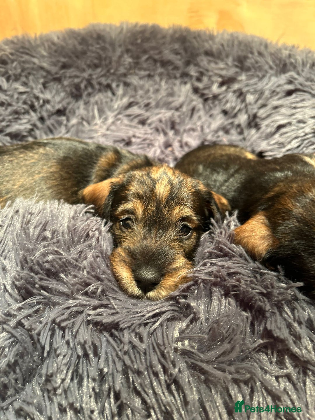 Dachshund dogs for sale:  Miniature Wirehaired Dachshund  puppies  - Advert 2