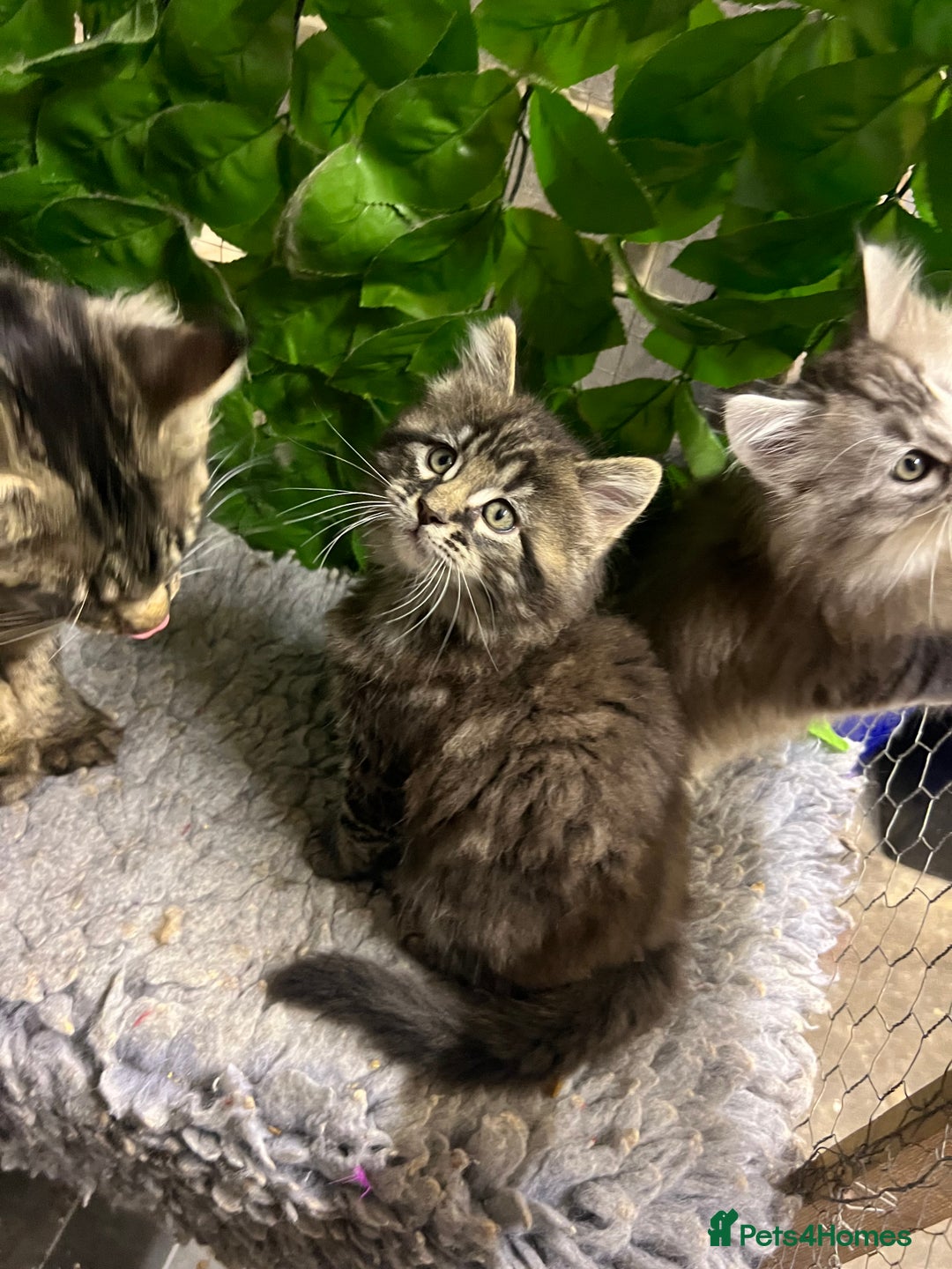 Maine Coon cats for sale: Gorgeous Maine Coon Boys GCCF reg  - Image 4