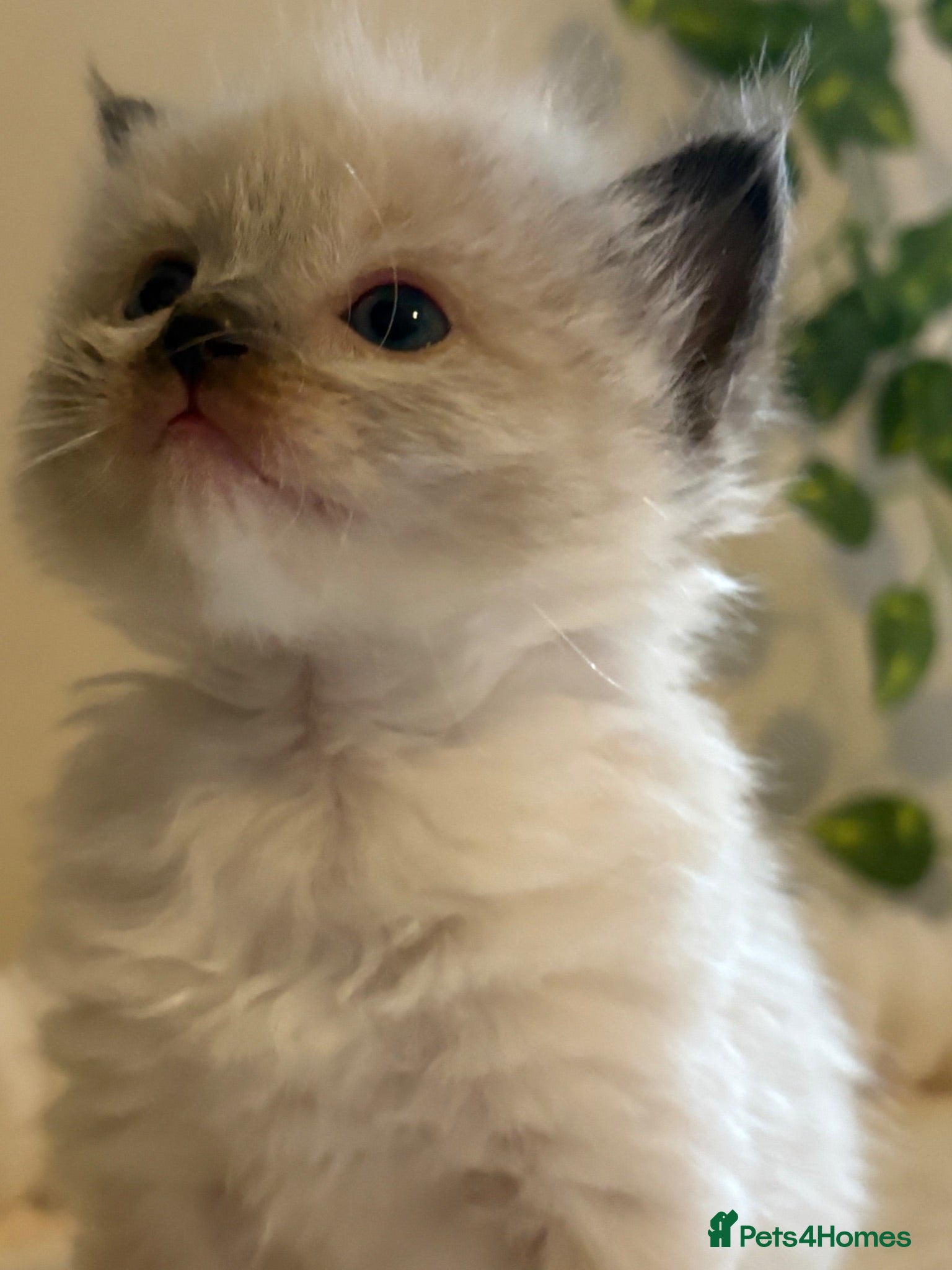 Ragdoll cats 💎 🌟 luxury Ragdoll (TICA parents)kittens  ✨💎 - Advert 3