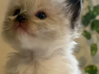 Ragdoll cats 💎 🌟 luxury Ragdoll (TICA parents)kittens ✨💎 - Advert 3