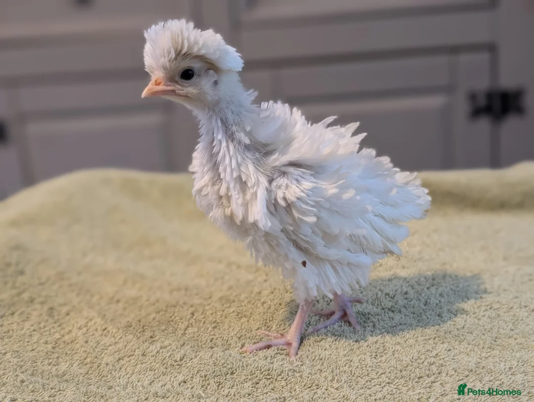 Chickens poultry for sale: POLISH BANTAM FRIZZLES 💛 in Northampton - Advert 2