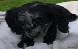 Cocker Spaniel dogs for sale: 3 beautiful working cocker spaniel puppies  - Image 15