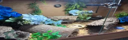 Leopard Gecko reptiles for sale: Mack snow leopard gecko  - Advert 7