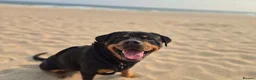 Rottweiler dogs for sale: 5* Rottweiler Puppies  in Wadebridge - Advert 7