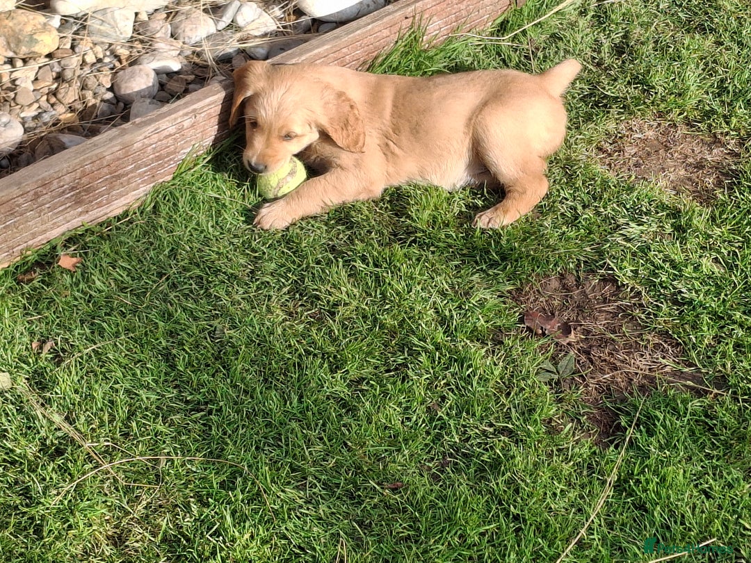 Golden Retriever dogs for sale: Working golden retriever puppies  - Image 4