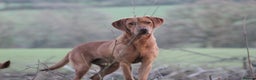 Labrador Retriever dogs for stud: Extensively Health Tested  Fox Red Labrador Stud in Totnes - Advert 4