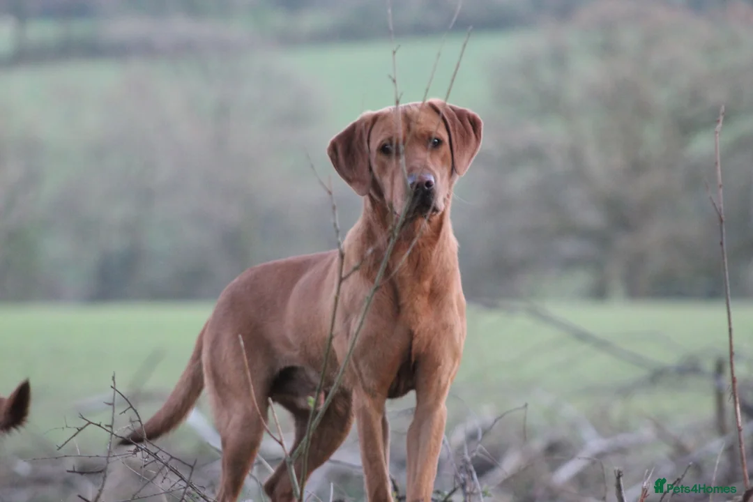 Labrador Retriever dogs for stud: Extensively Health Tested  Fox Red Labrador Stud in Totnes - Advert 4