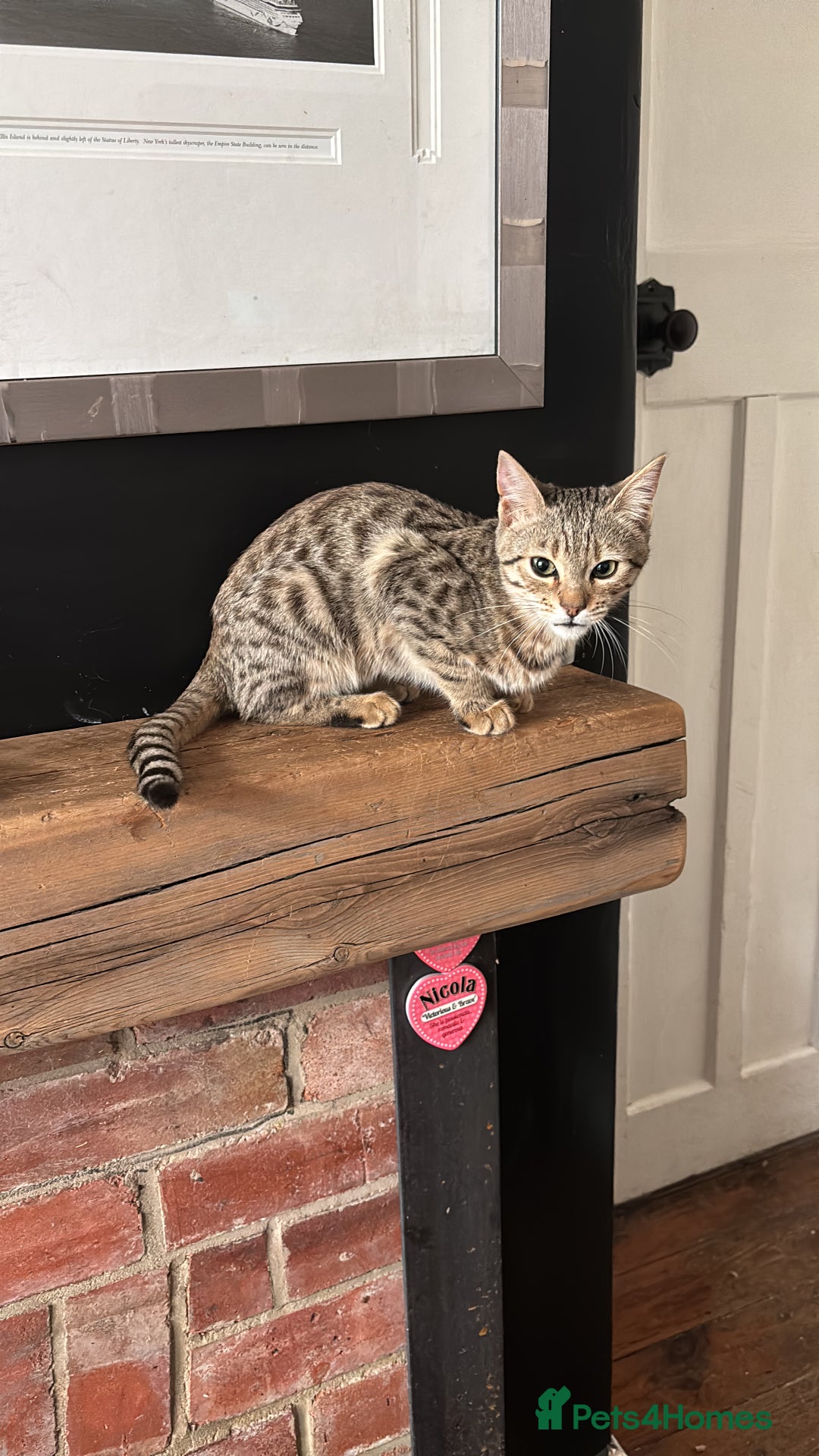 Bengal cats for sale: Gorgeous brown spot bengal kittens Sofa ready  - Image 17
