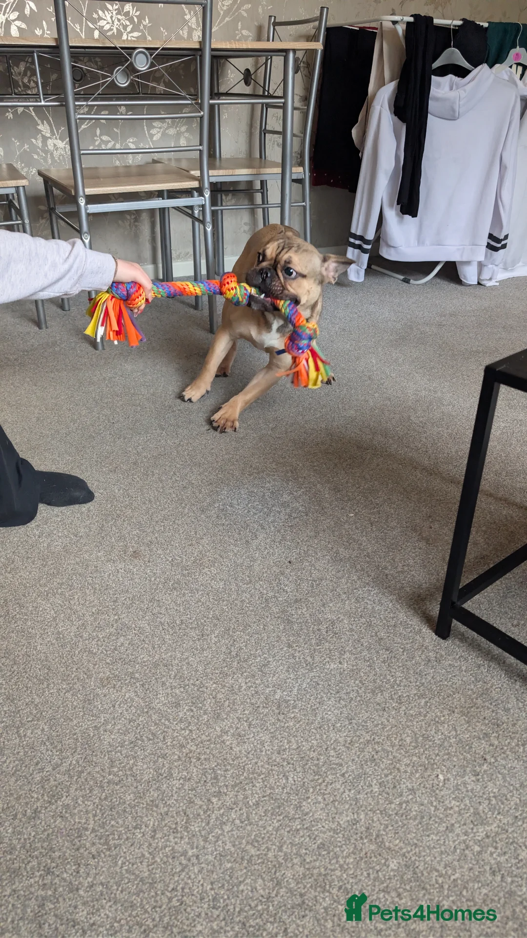 Mixed Breed dogs for sale: 8 month old pup Max in Great Yarmouth - Advert 4