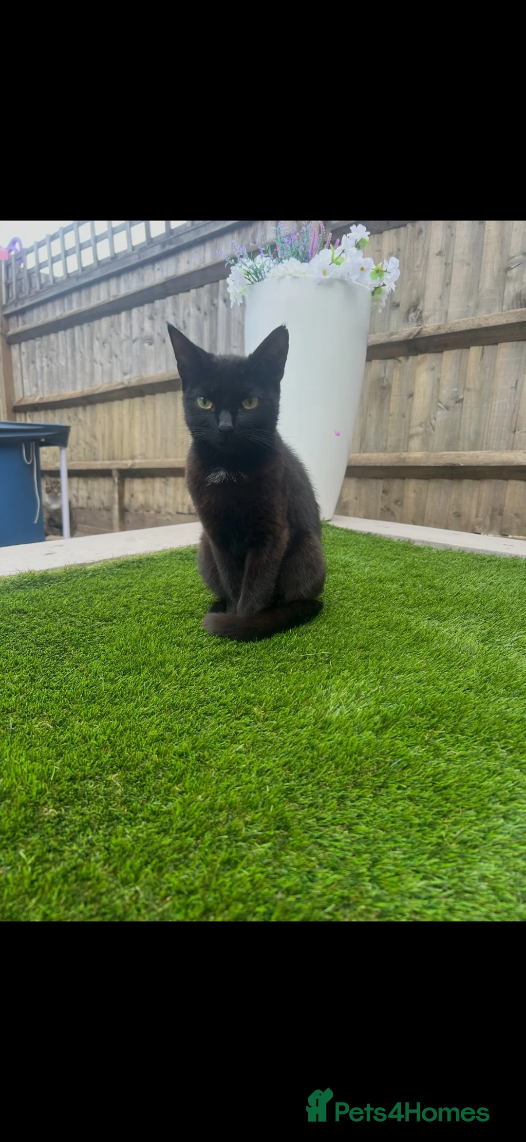 Mixed Breed cats for sale: Friendly Female Kittens Looking for forever homes in Tetbury - Advert 1