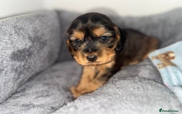 Cocker Spaniel dogs for sale: Beautiful show type cocker spaniel puppies  - Image 4
