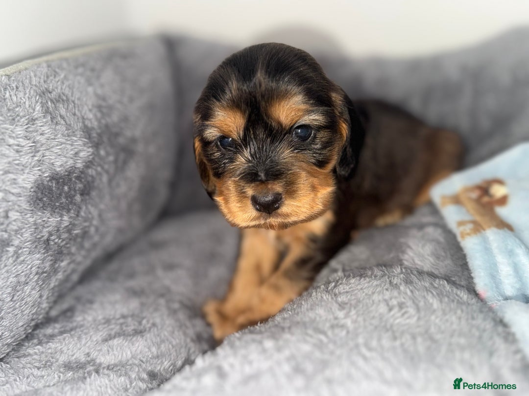 Cocker Spaniel dogs for sale: Beautiful show type cocker spaniel puppies  - Image 4