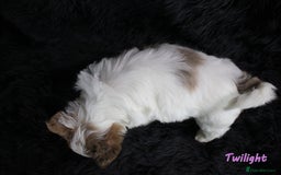 Yorkshire Terrier dogs for sale: Stunning Biro & Merle Yorkie Girls – Ready Nov 25 - Advert 21