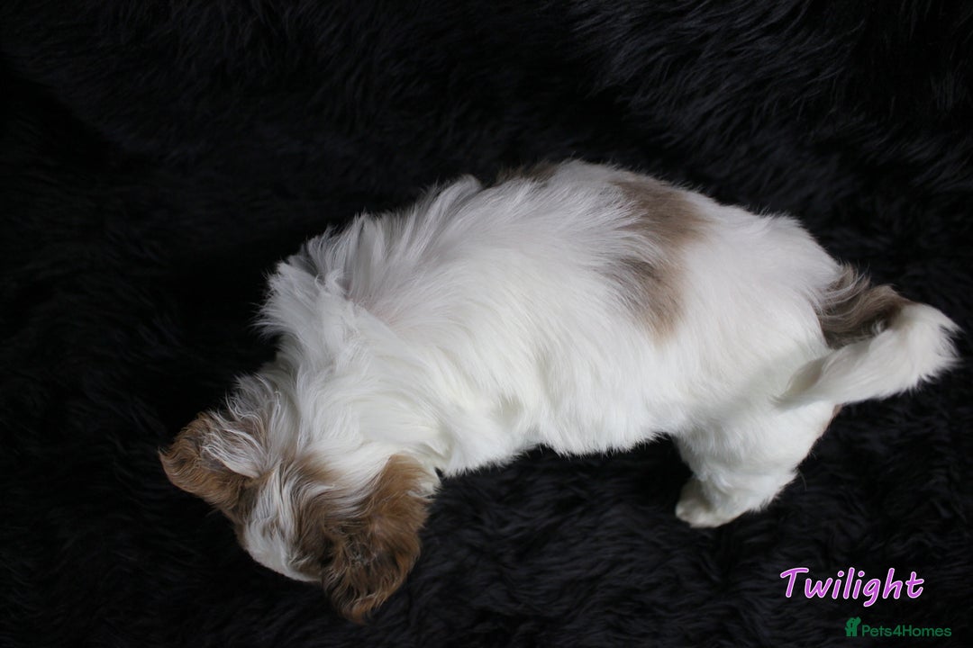 Yorkshire Terrier dogs for sale: Stunning Biro & Merle Yorkie Girls – Ready Nov 25 - Advert 21